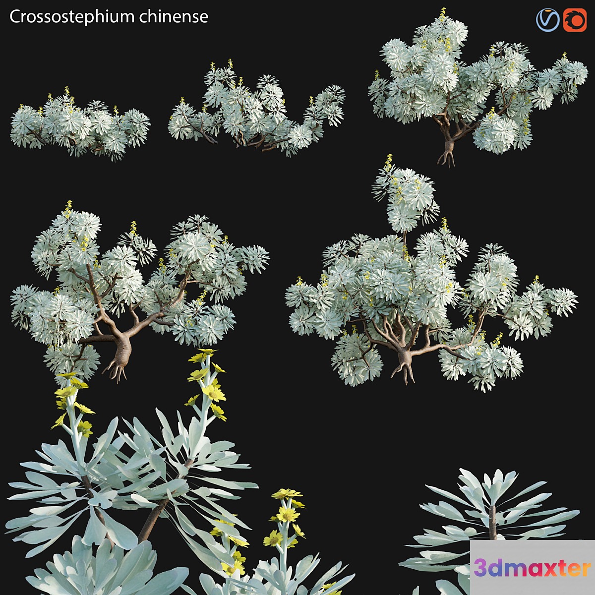 Crossostephium chinense - graphalium spp - No.2
