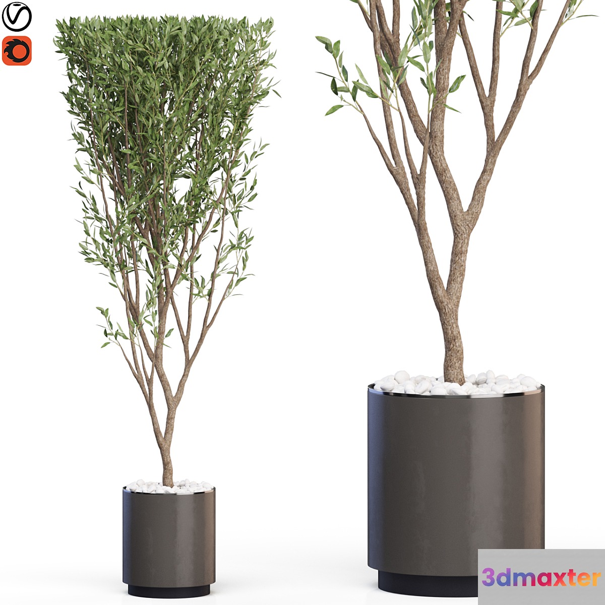 Plants collection 624