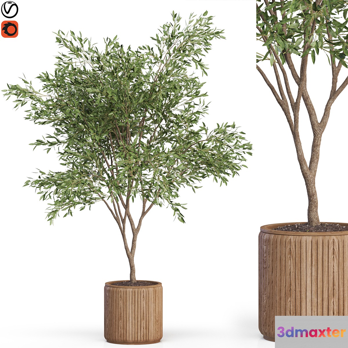 Plants collection 625 - No.2