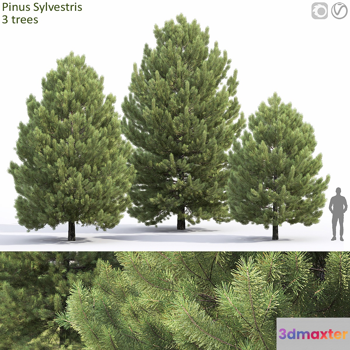 Pine - No.35