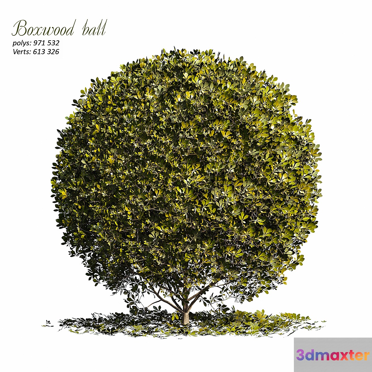 Boxwood ball 3D Max