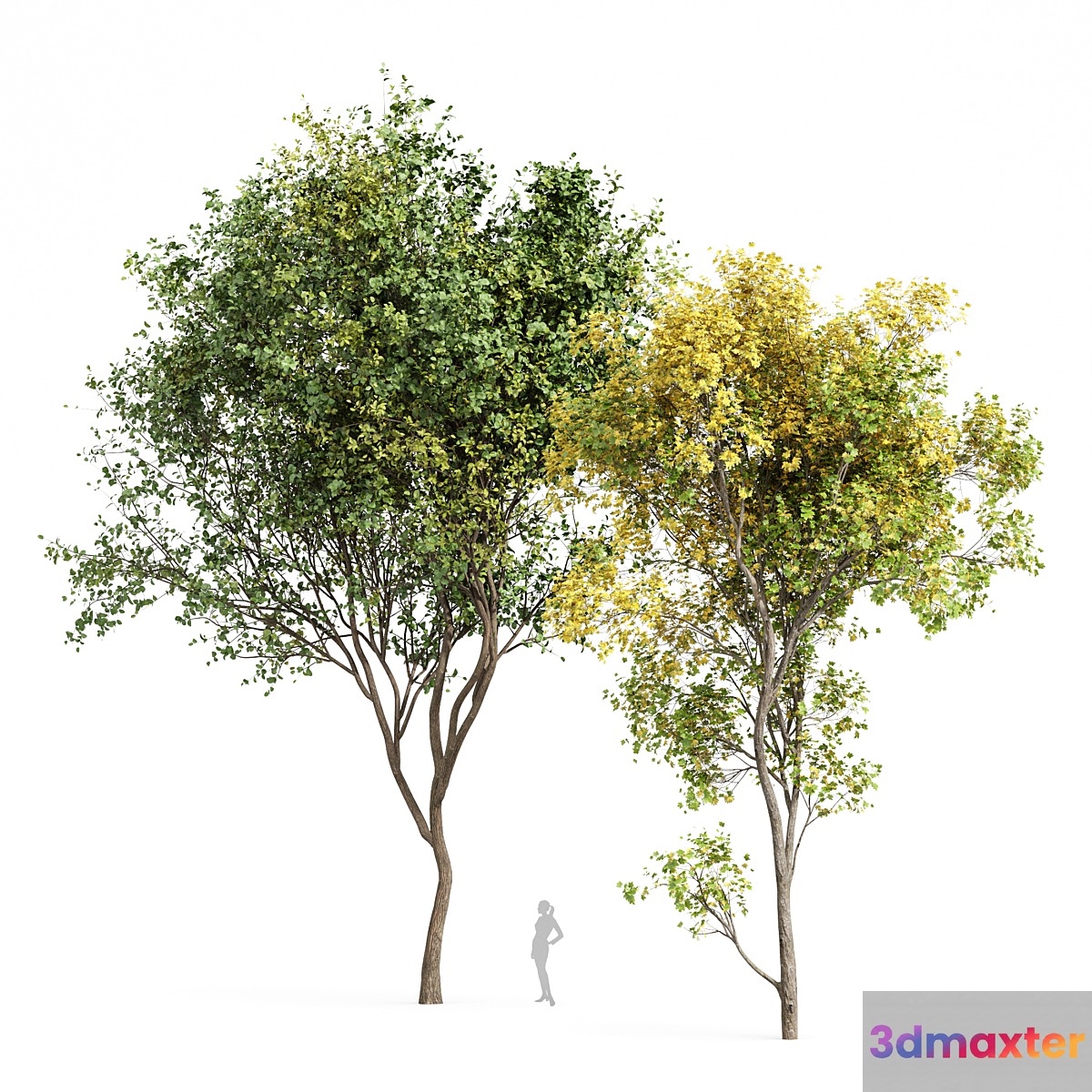 Beautiful Real Tree Acer Saccharinum Summer-Fall and Bush Leaf - No.2
