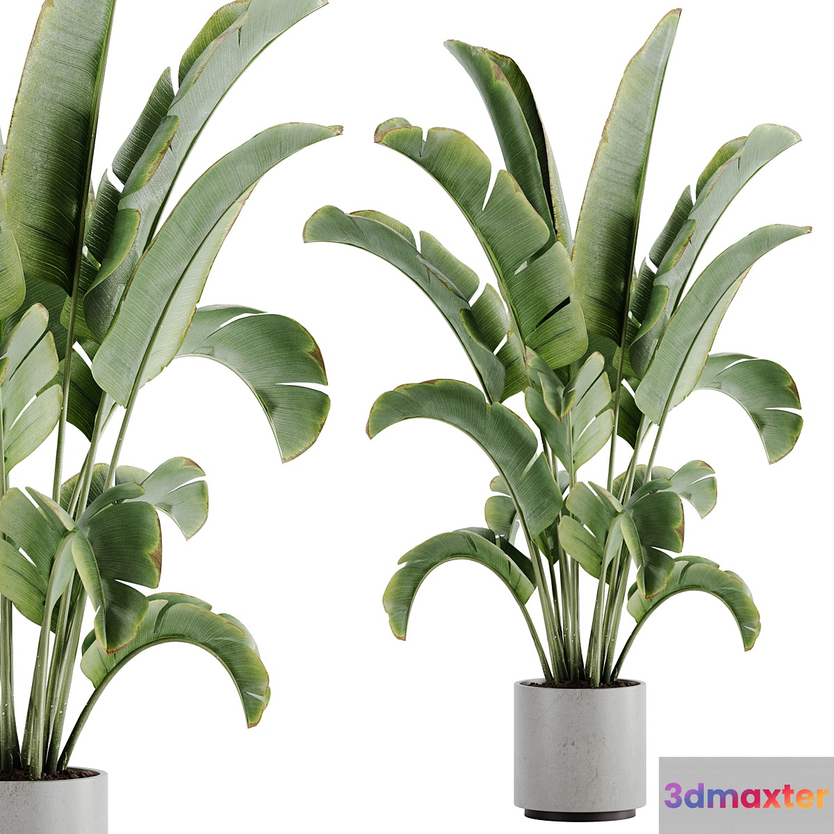 indoor plant Set 15 - No.2