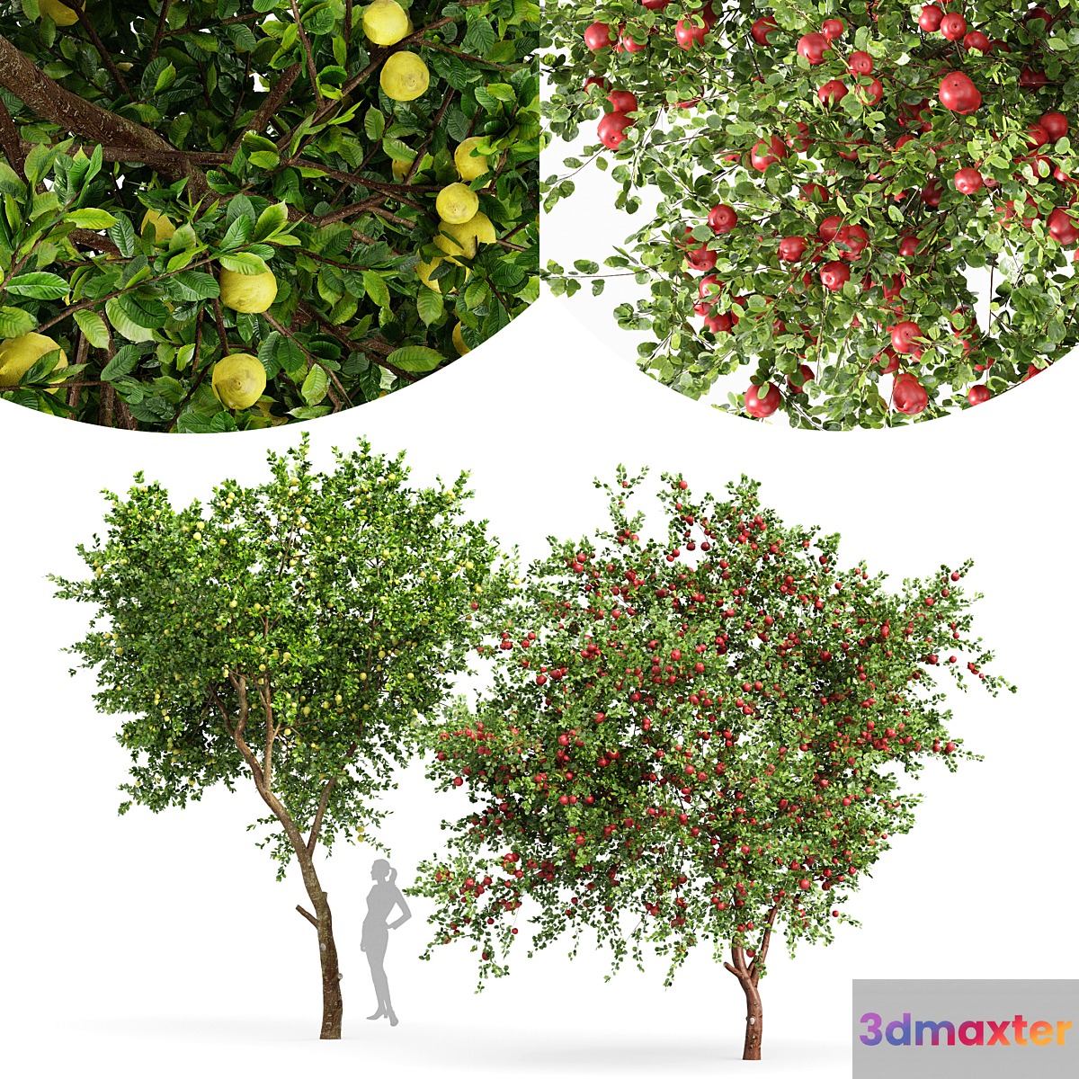 fruit trees lemon and apple 3D Max