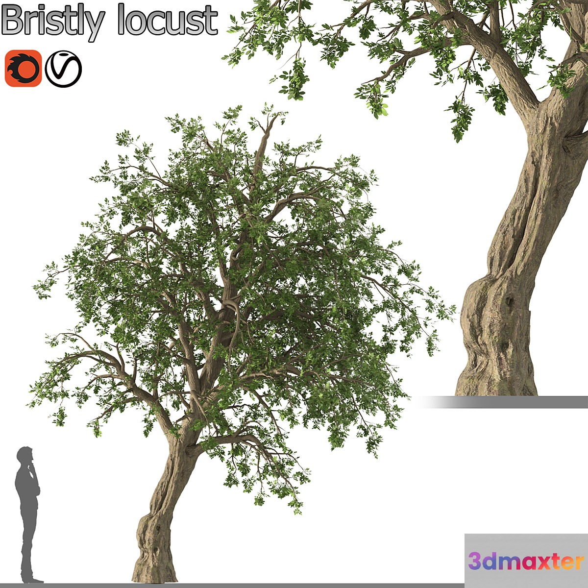 Bristly locust tree (1 Tree) - No.2