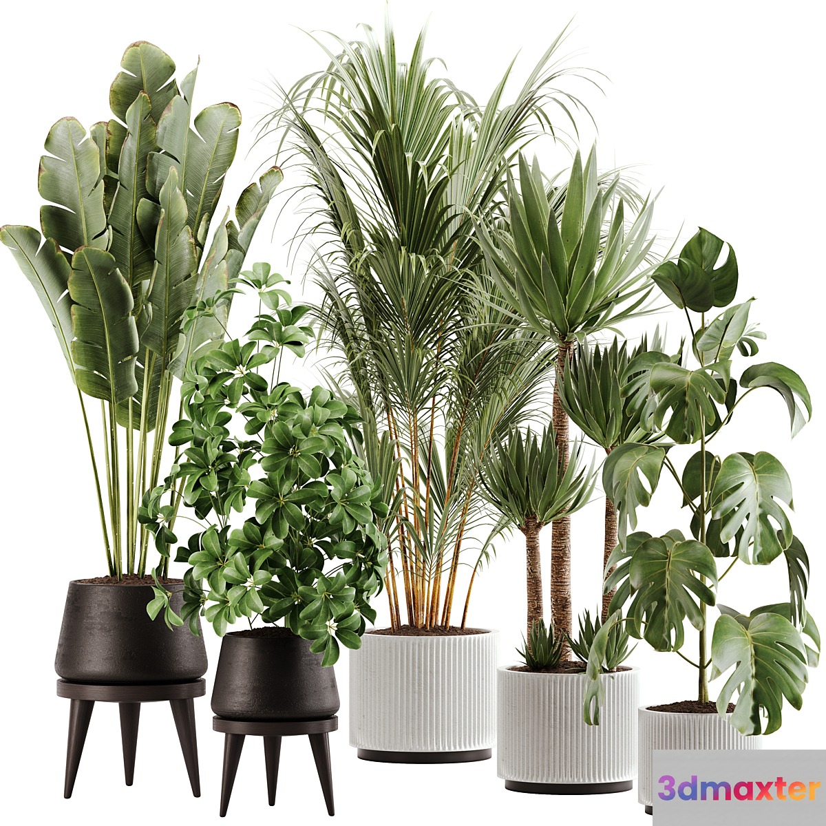 indoor plant Set 13
