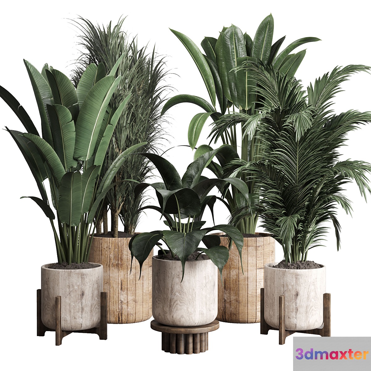 Collection indoor plant 174 pot plant ficus rubbery palm ravenala wooden vase - No.2