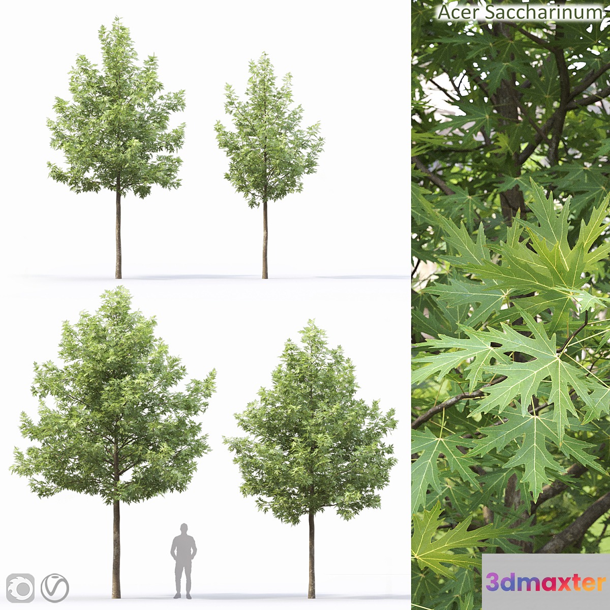 Acer - No.5 3D Max