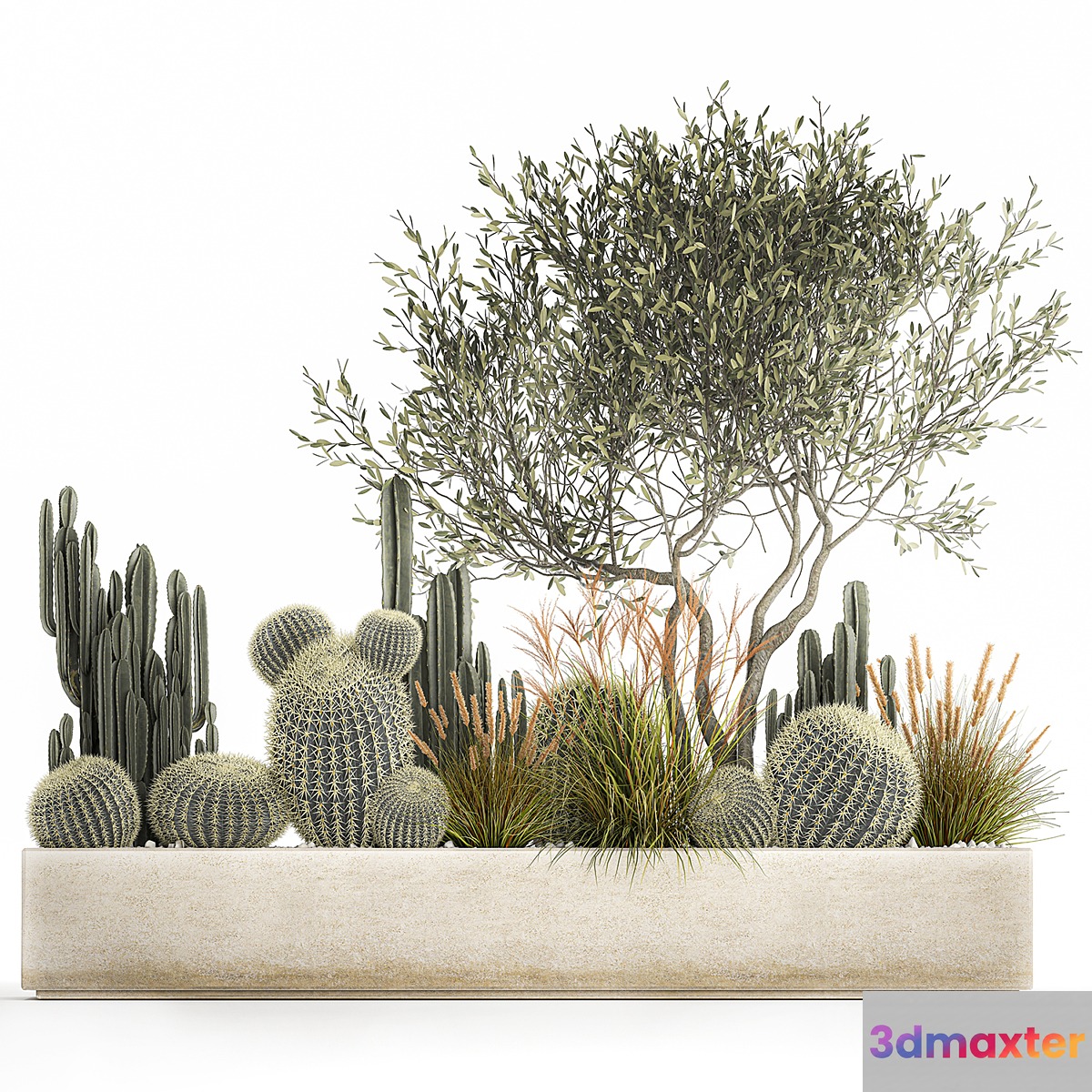 Plants from cacti reeds wood Olive olive Cereus. 1105.