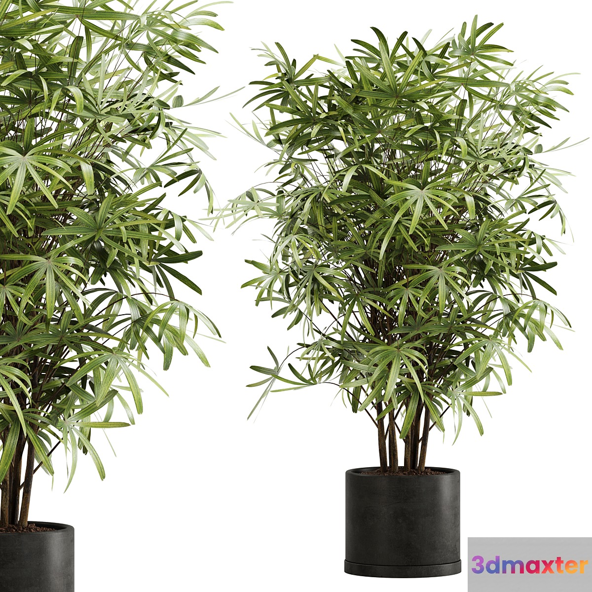 indoor plant Set 16