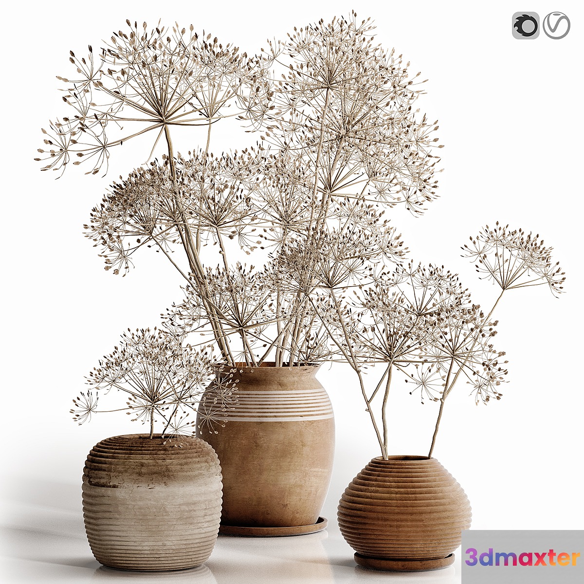 heracleum plant set - No.2