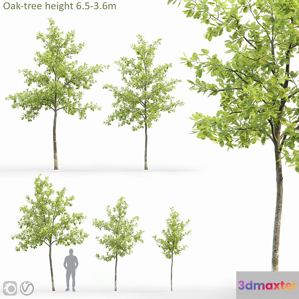 oak 3D Max