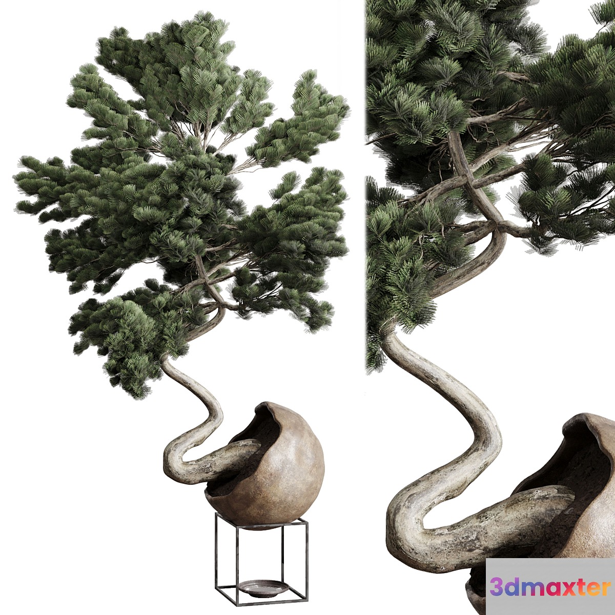 Bonsai 01 - No.2