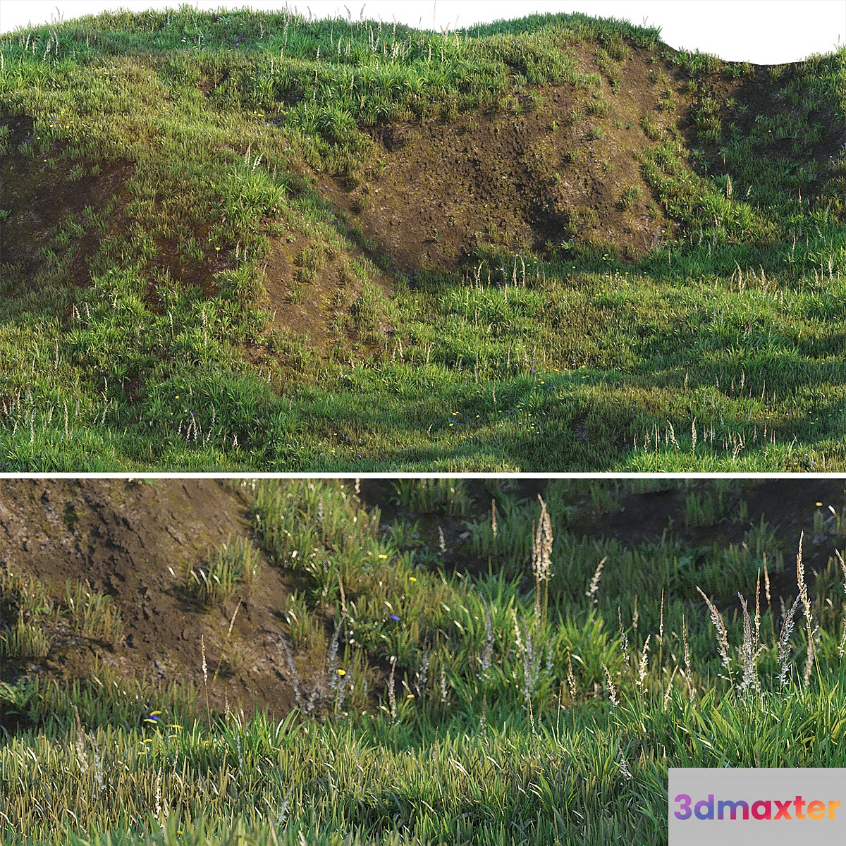 Grass on the slope