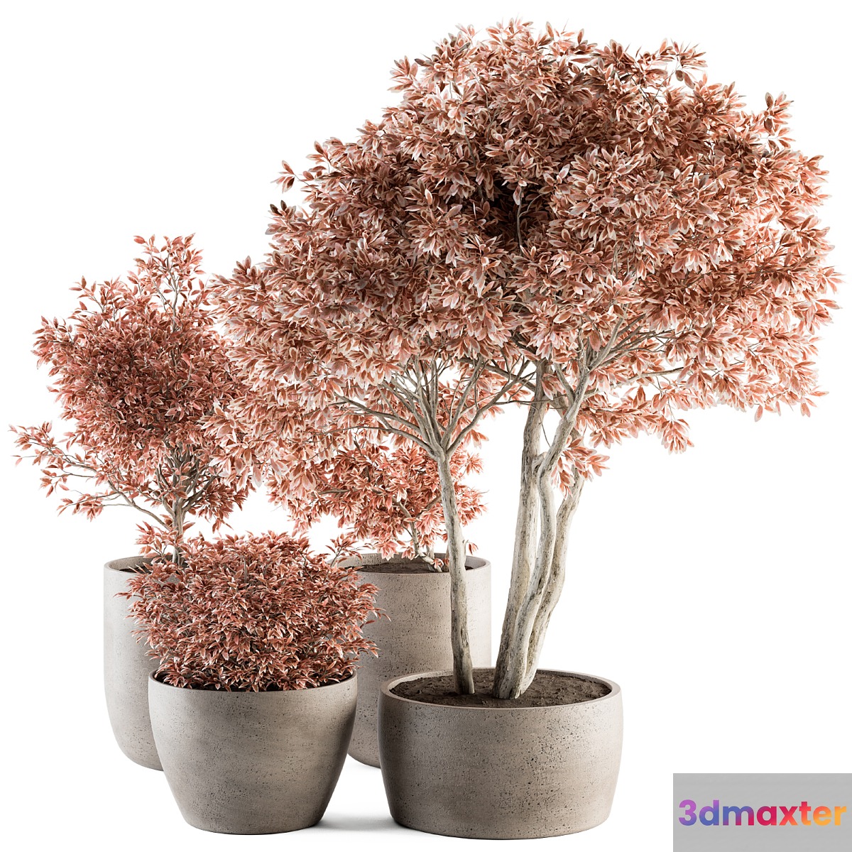 Outdoor Plant Set 359 - Pink Plant Set in Concrete Pot