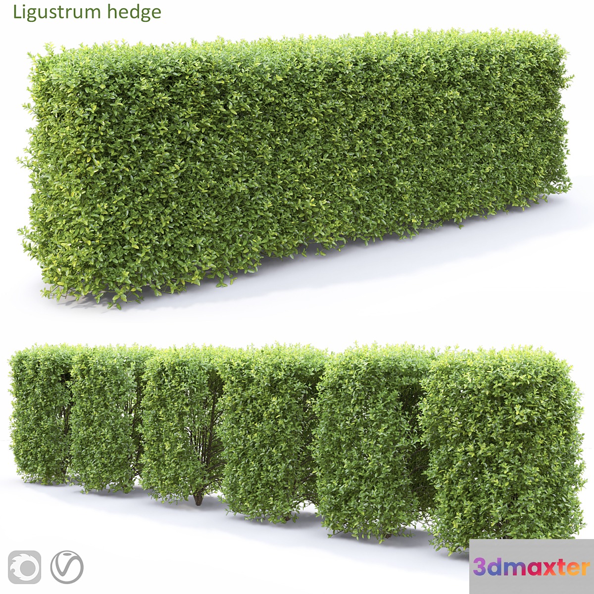 Ligustrum - No.2