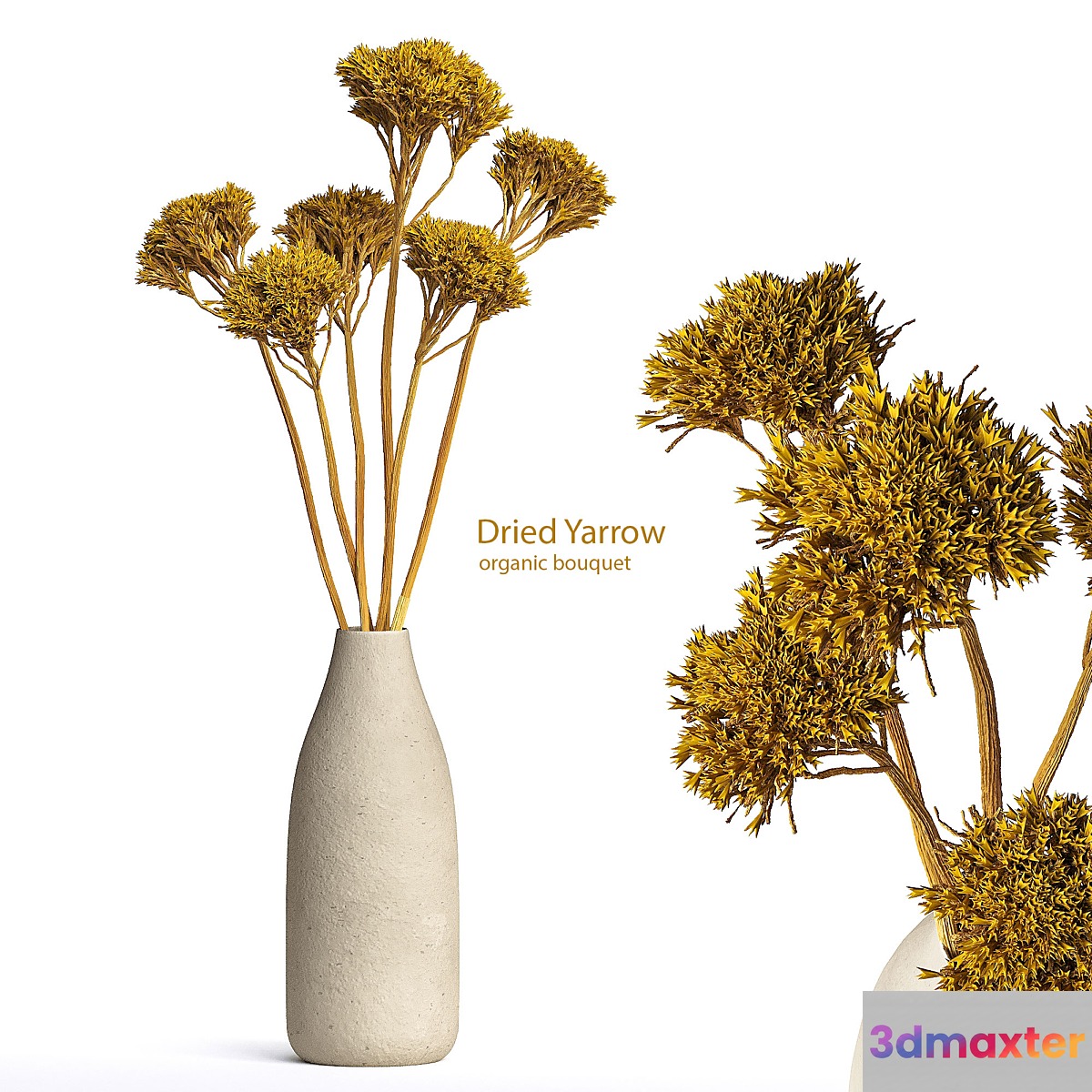 Dried Organic Bouquet Yarrow 3D Max