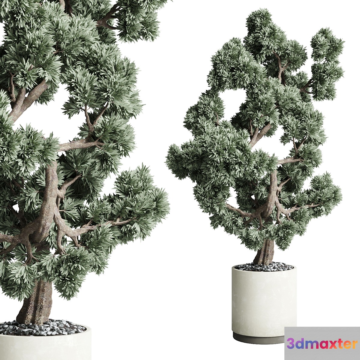 Bonsai 02