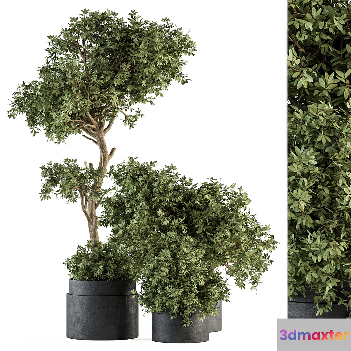 Outdoor Plant Set 373 - Plant Set in Concrete Pot - No.2