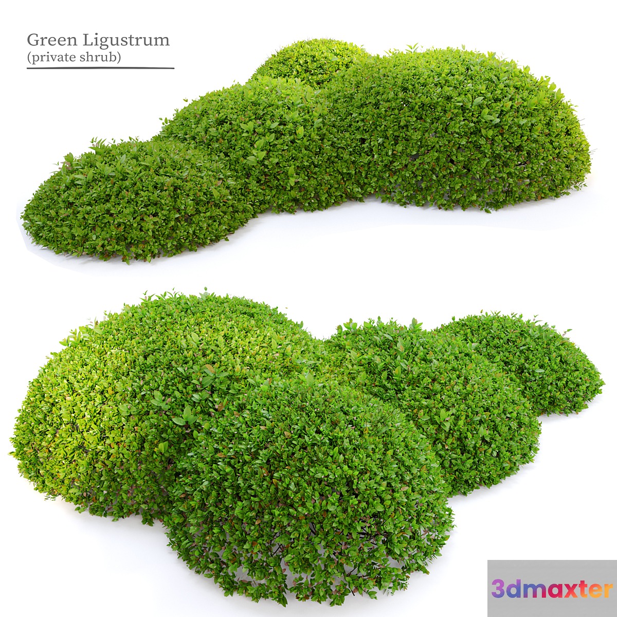 Green Ligustrum