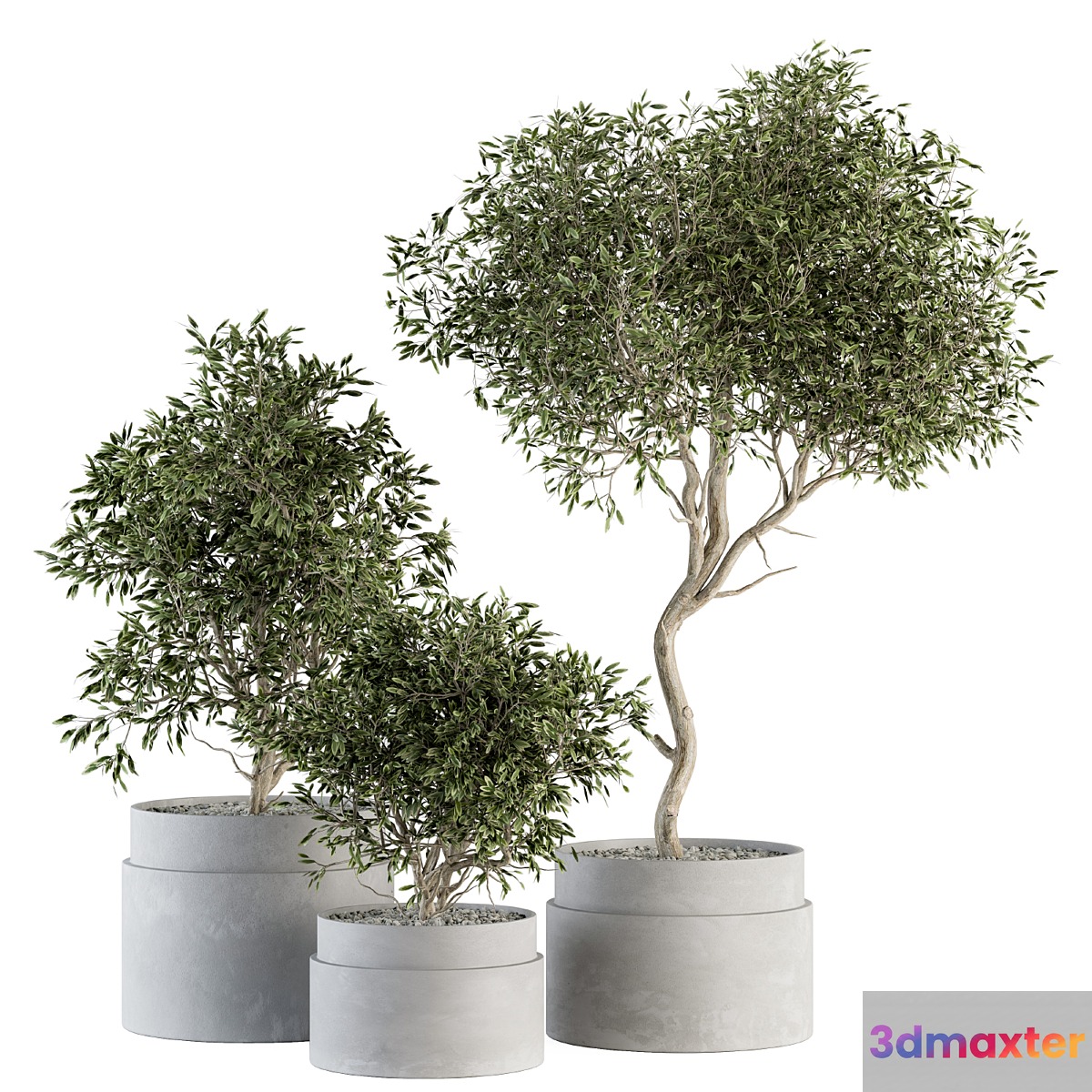 indoor Plant Set 340- Tree and Plant Set in pot