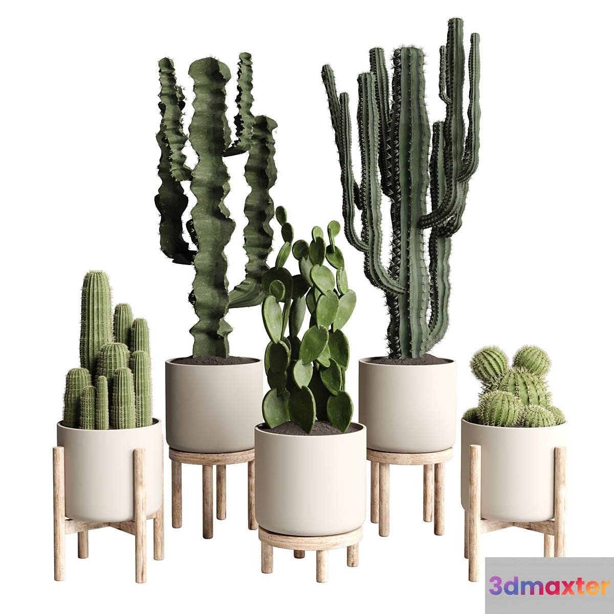 cactus pot collection indoor plant 186 wood vase