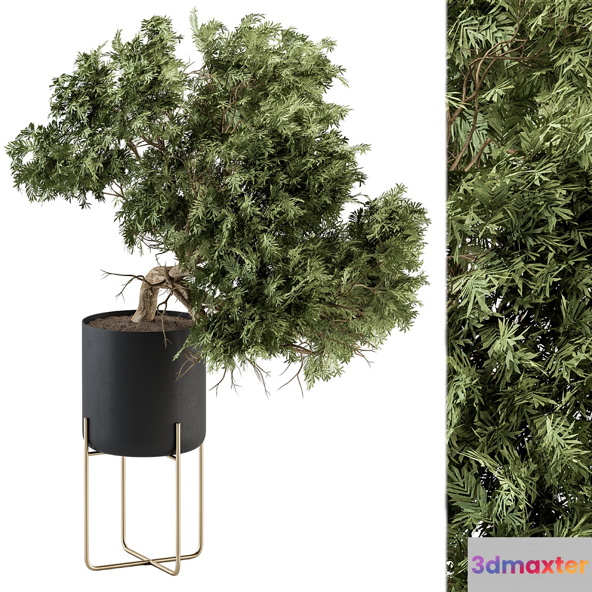 indoor Plant Set 345 - Tree in Black pot