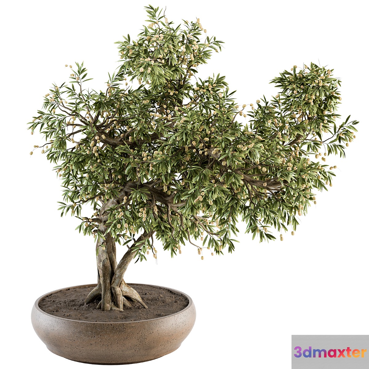 indoor Plant Set 347 - Bonsai Plant in pot