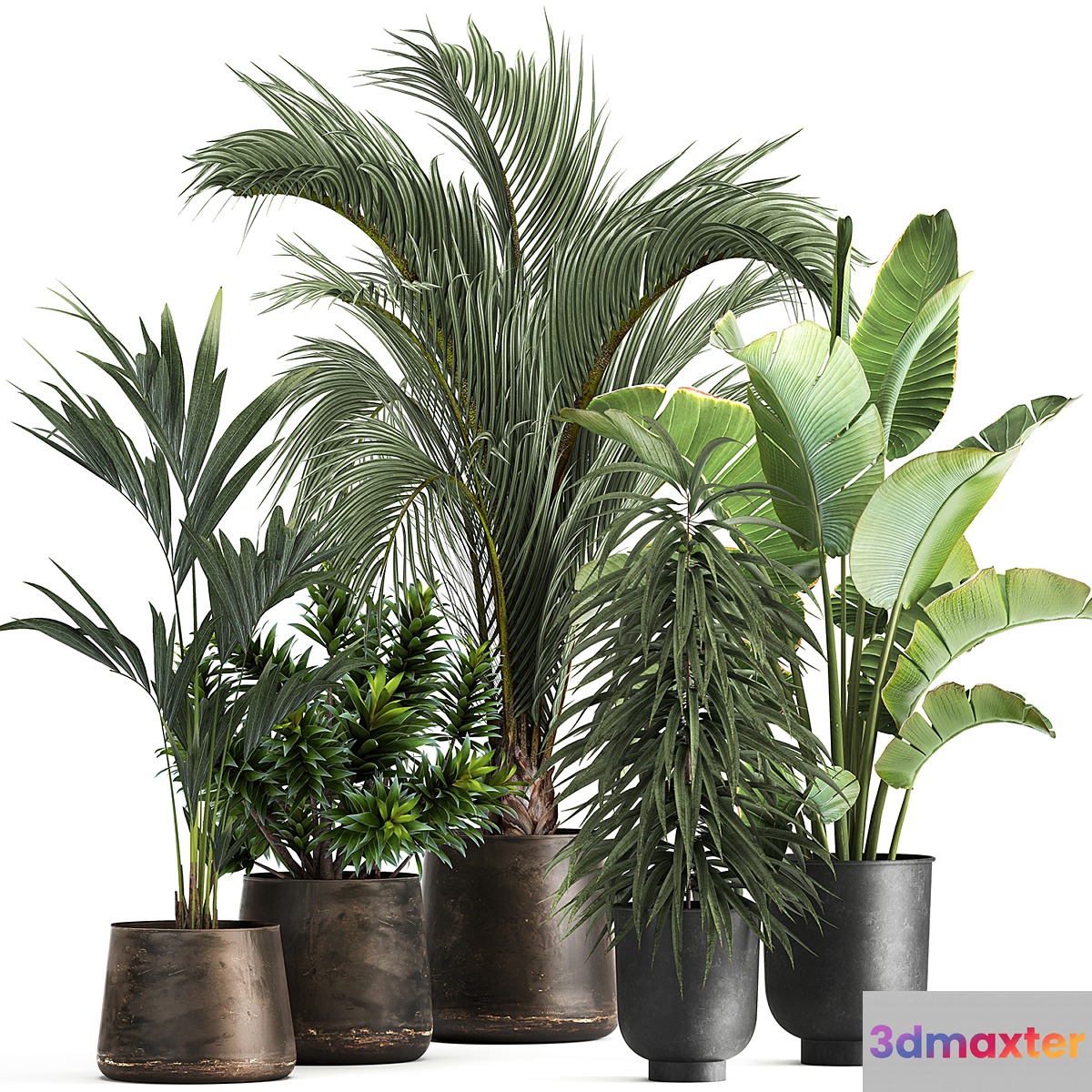 Collection of plants in metal and rusty pots with palm strelitzia hovea ficus ali banana dracaena. 1110 3D Max