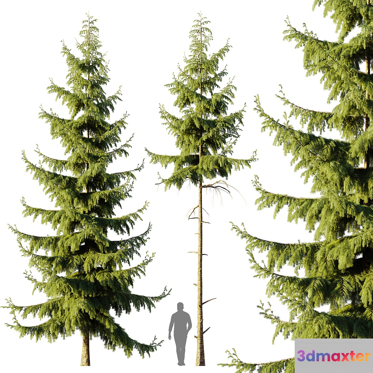 Pine Spruce