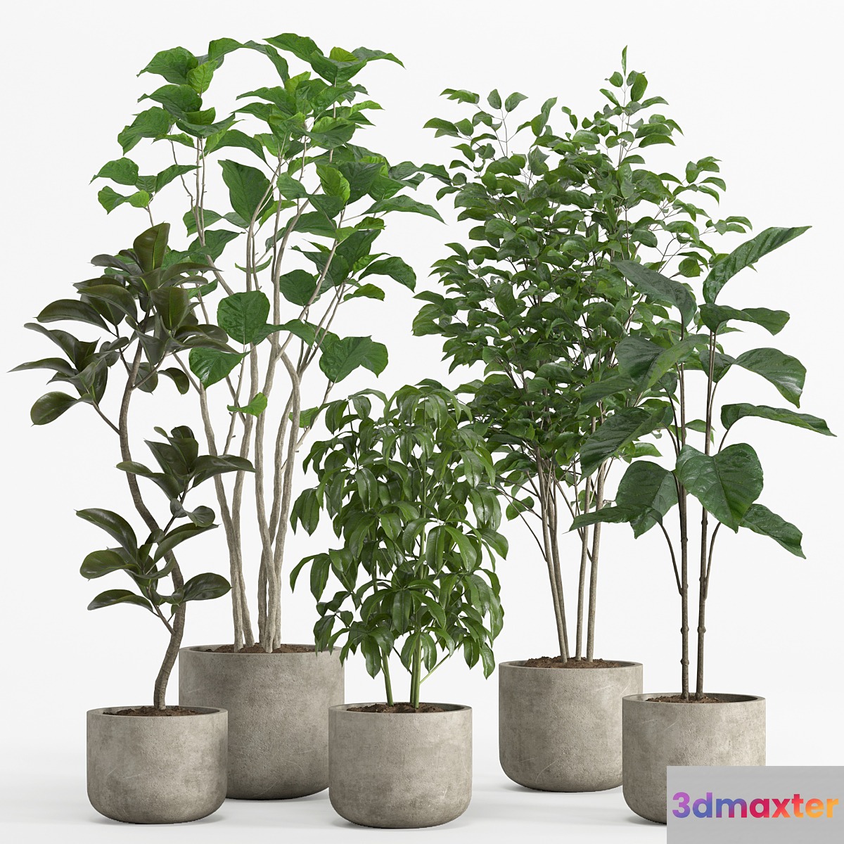 indoor plant set 017