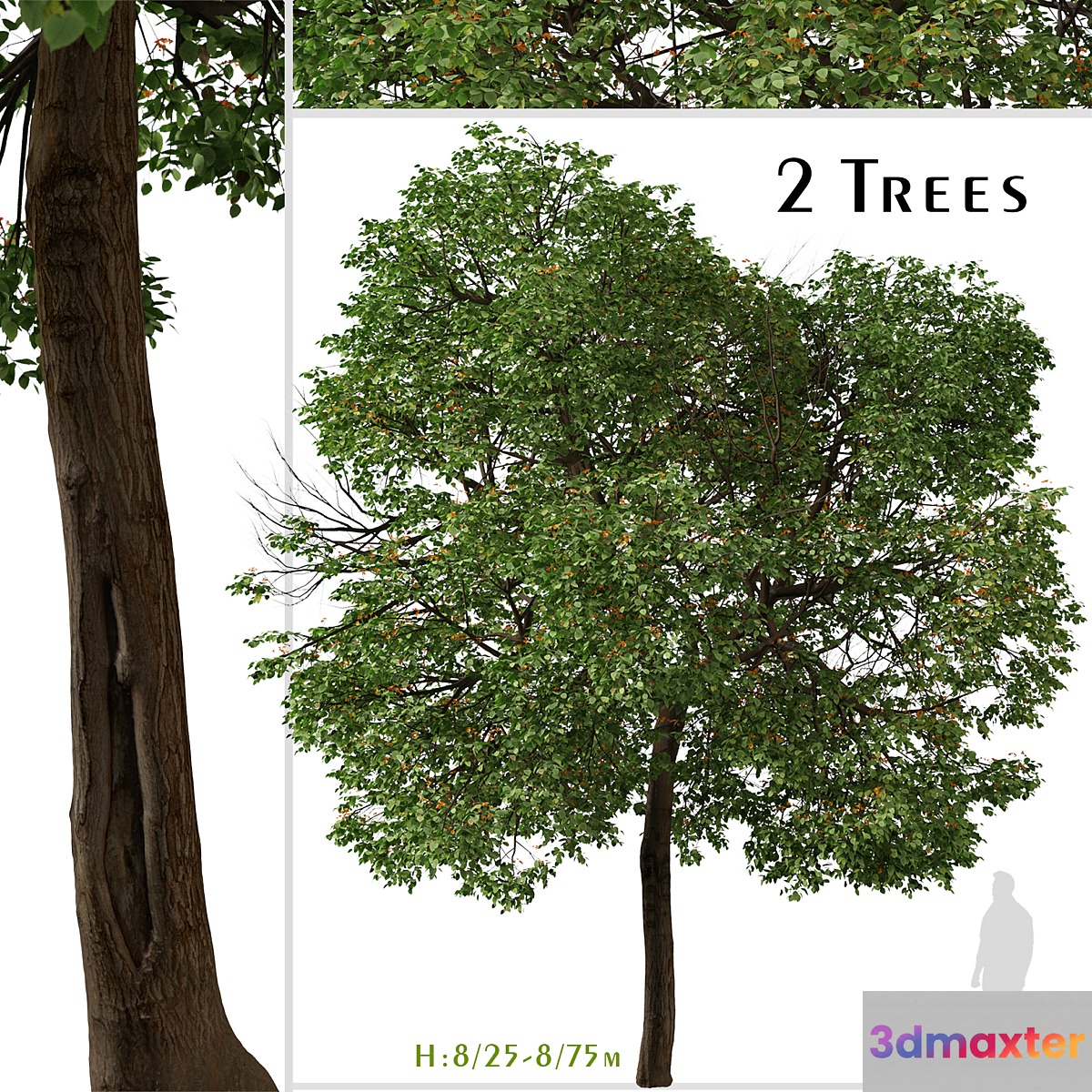 Set of Cordia sebestena Tree ( Geiger tree ) (2 Trees) 3D Max