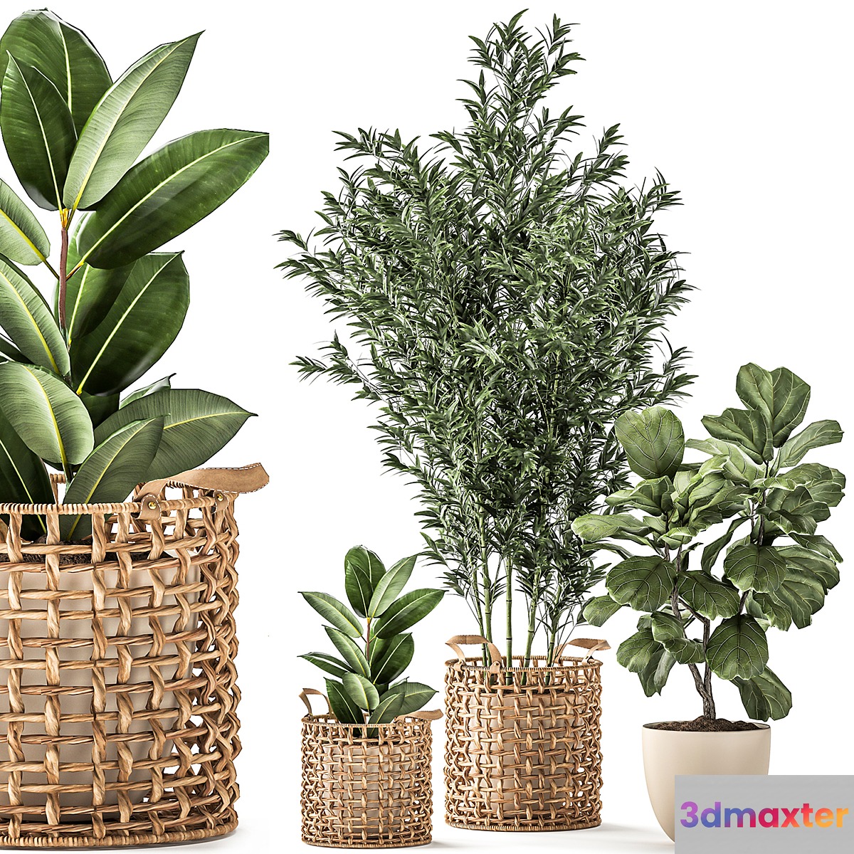 A collection of plants with a wicker rattan basket with bamboo bush pot flowerpot Ficus Lirata elastic. 1112. 3D Max