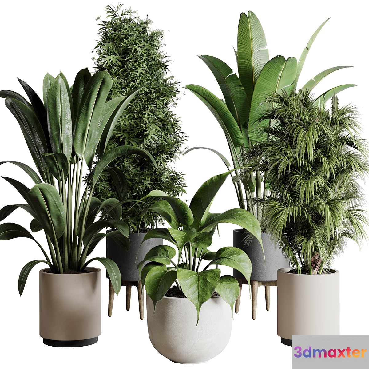 Collection indoor plant 196 plant ficus rubbery palm ravenala bamboo concrete vase