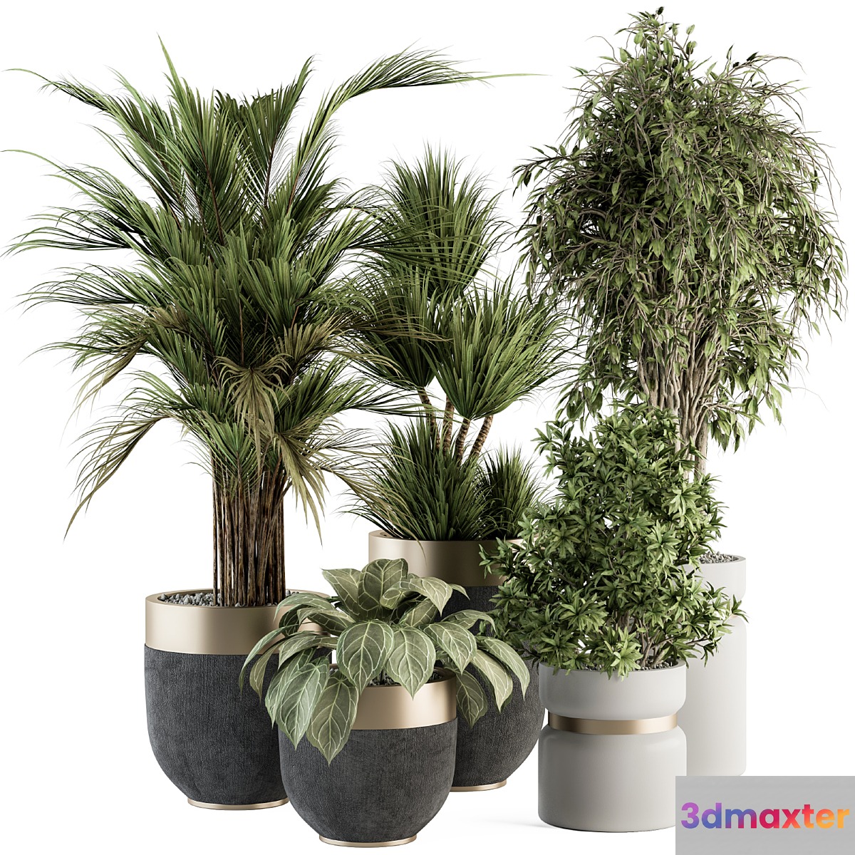 indoor Plant Set 362- Tree and Plant Set in Black and Gray pot - No.2