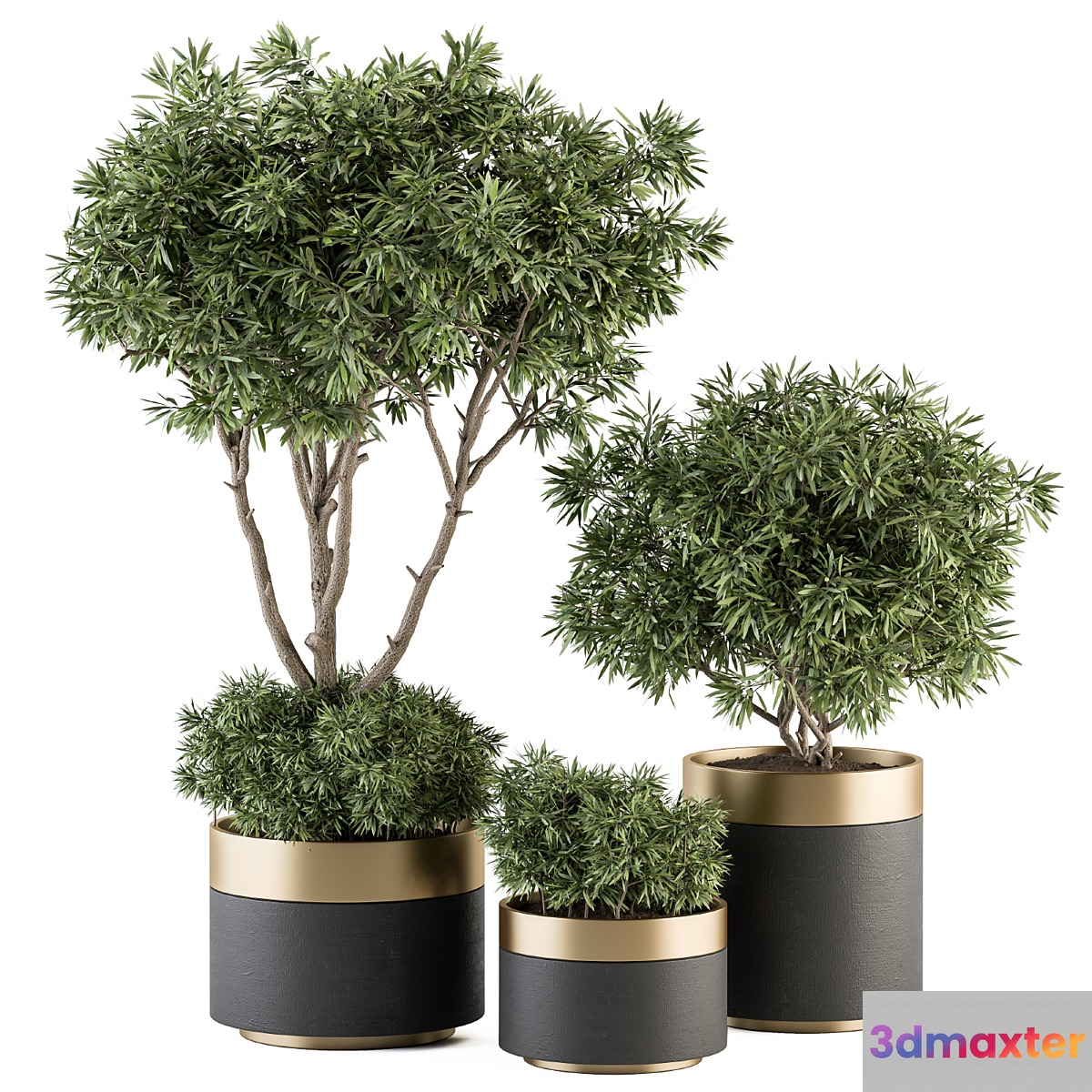 indoor Plant Set 361- Tree and Plant Set in pot - No.2