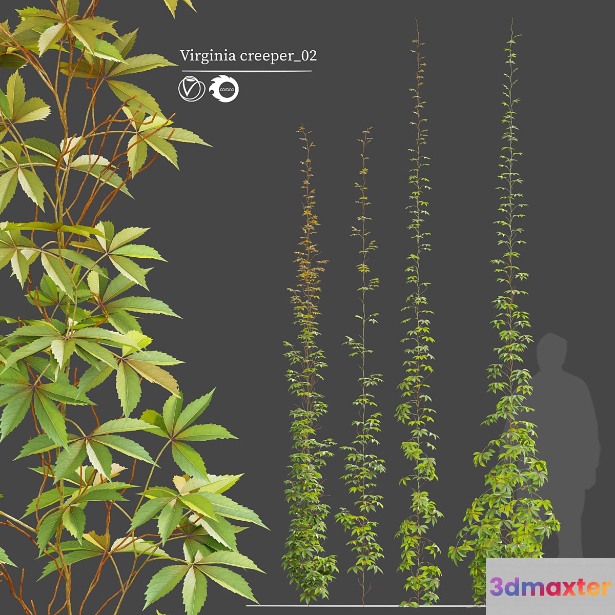 virginia creeper_02 - No.2
