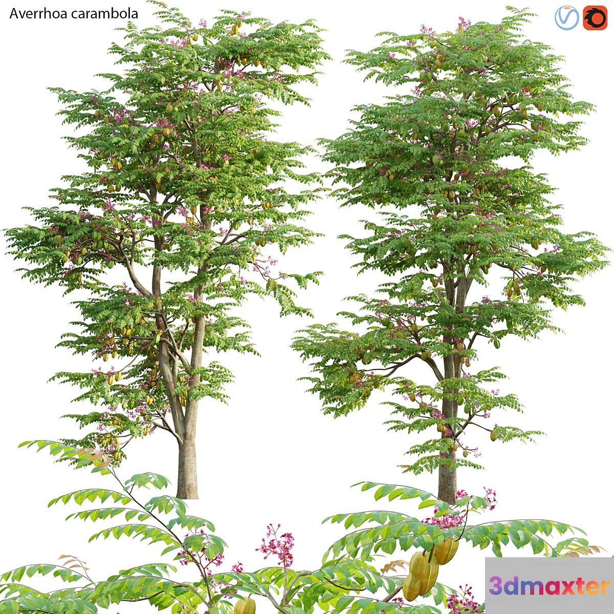 Averrhoa carambola - Starfruit tree 06