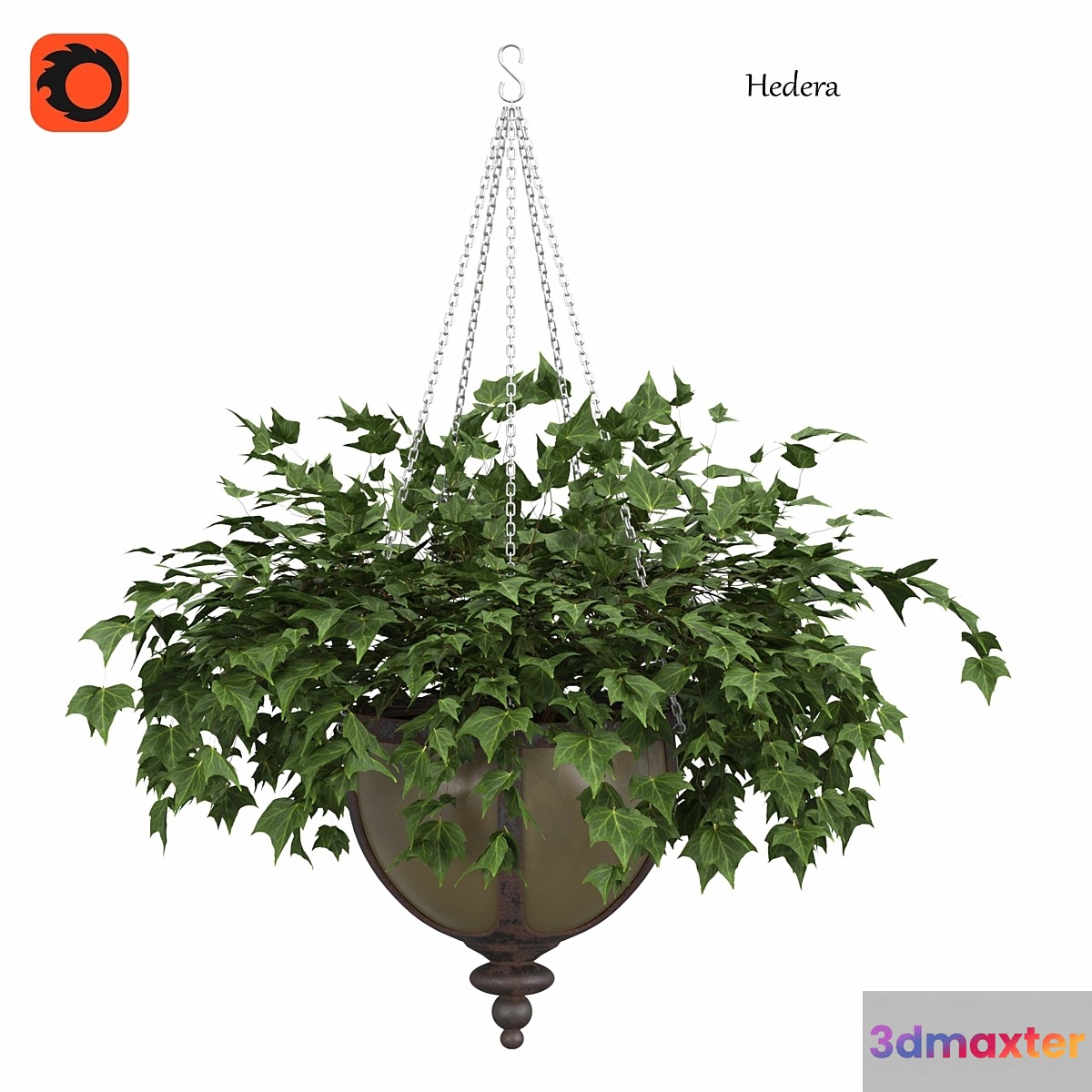 Ivy in a pot