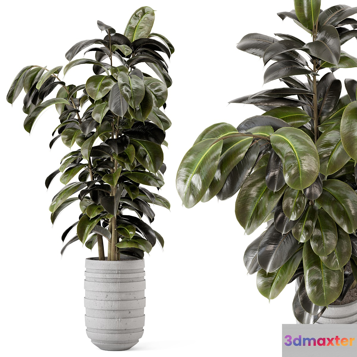 Indoor Plants in rusty Concrete Pot - Set 549 - No.3