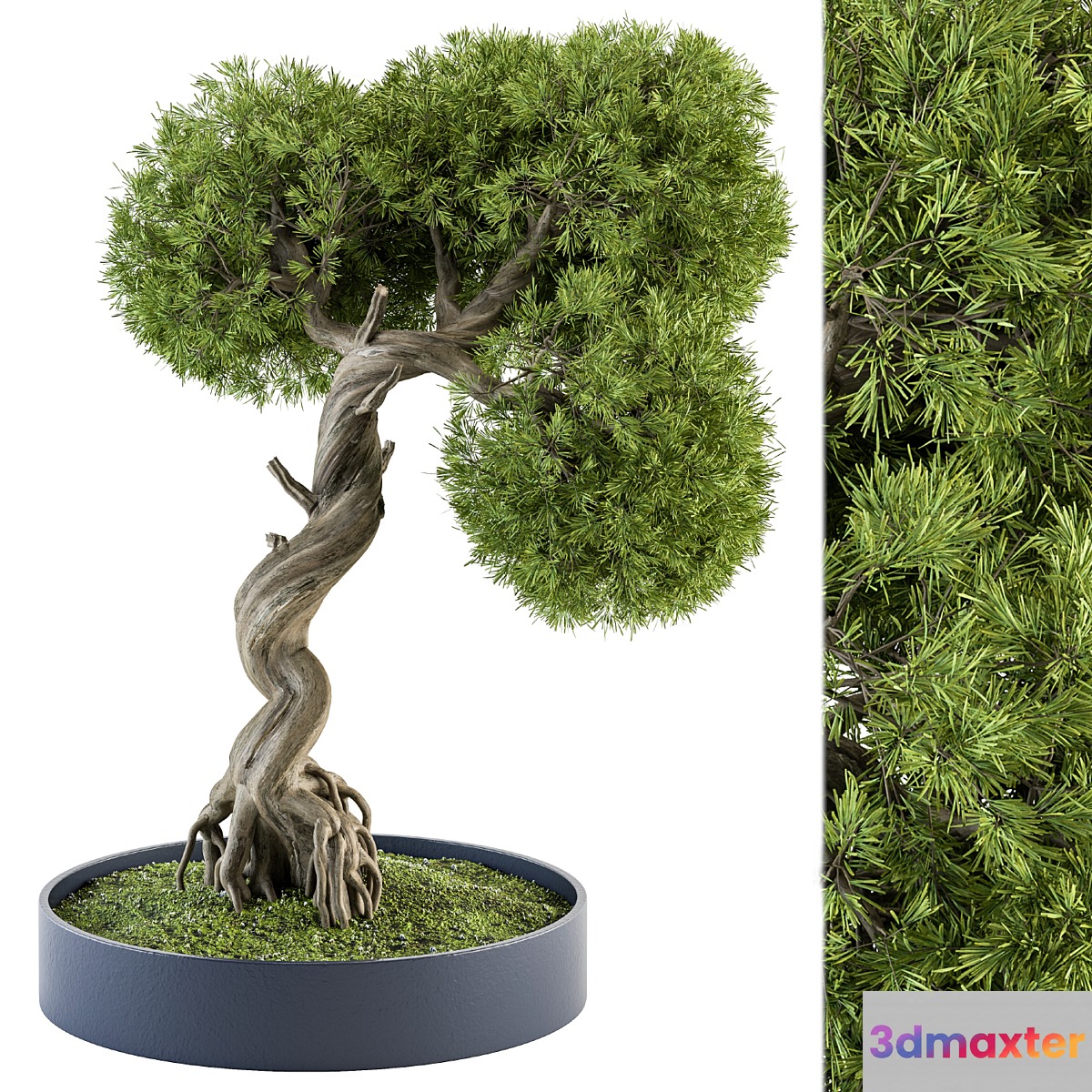 indoor Plant Set 368 - Bonsai Plant in pot - No.2