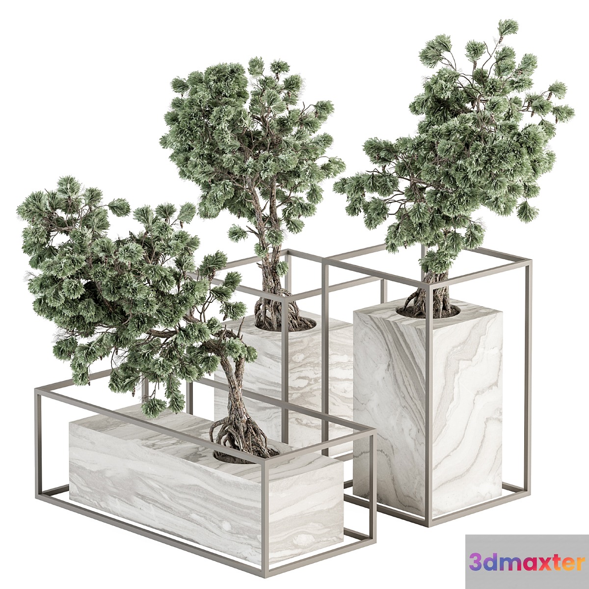 indoor Plant Set 358 - Bonsai Set Plant in pot