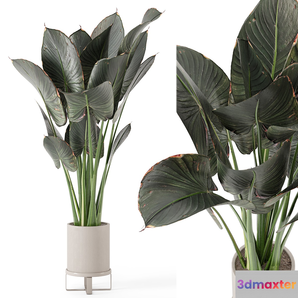Indoor Plants in Ferm Living Bau Pot Large - Set 555 - No.2
