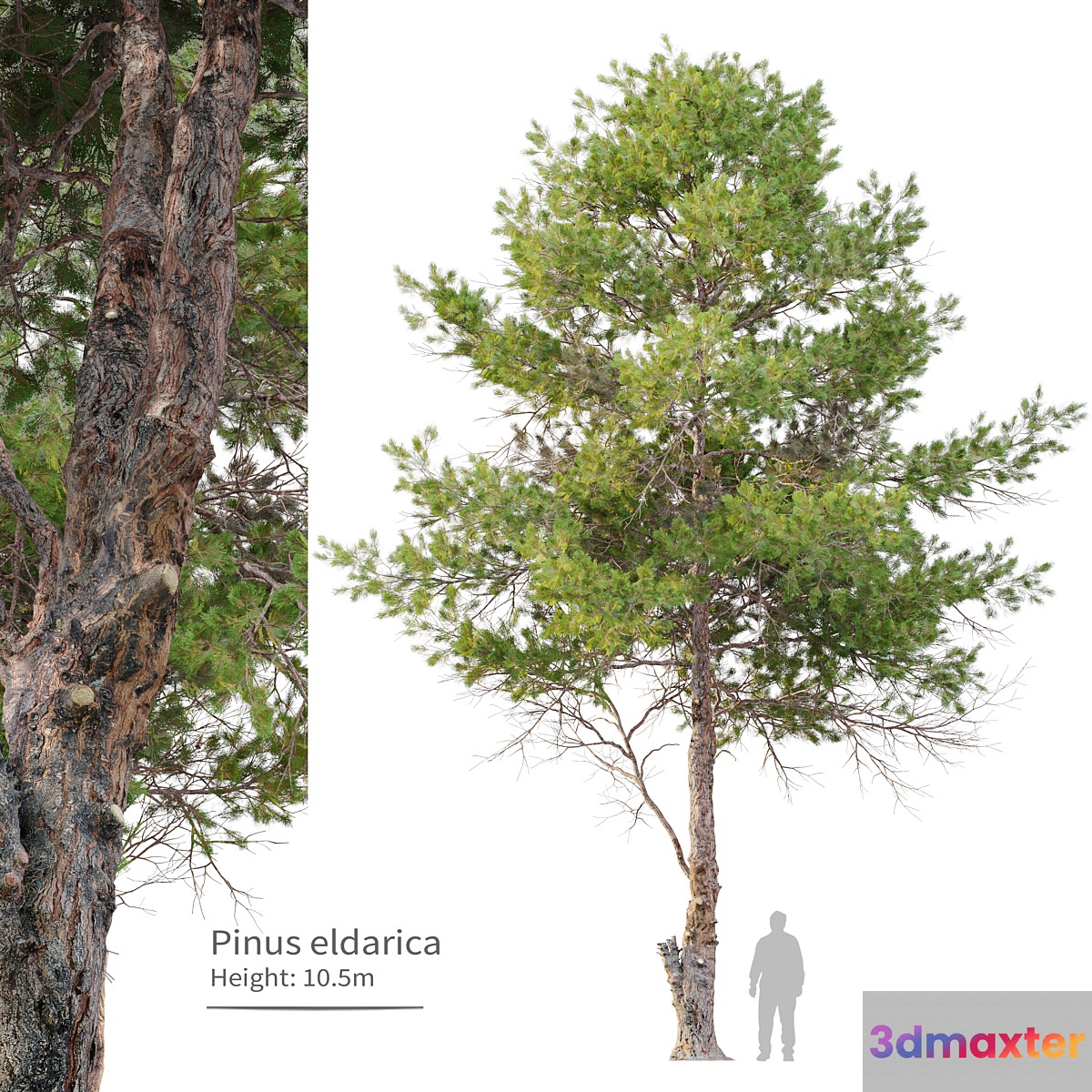 pinus eldarica 3D Max