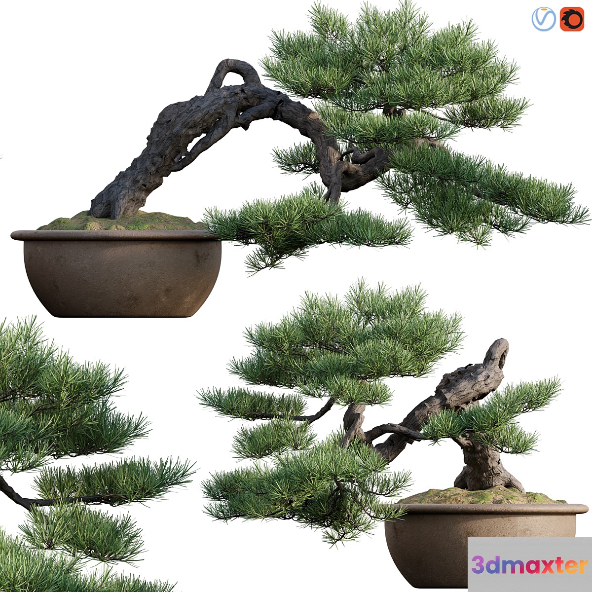 Pine bonsai 03
