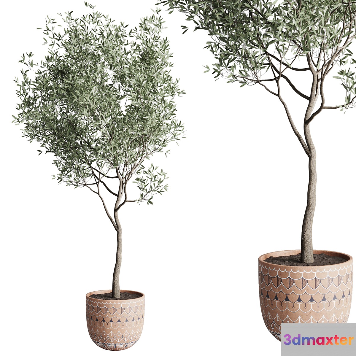 Olive tree in a patterned clay vase 199 - No.2