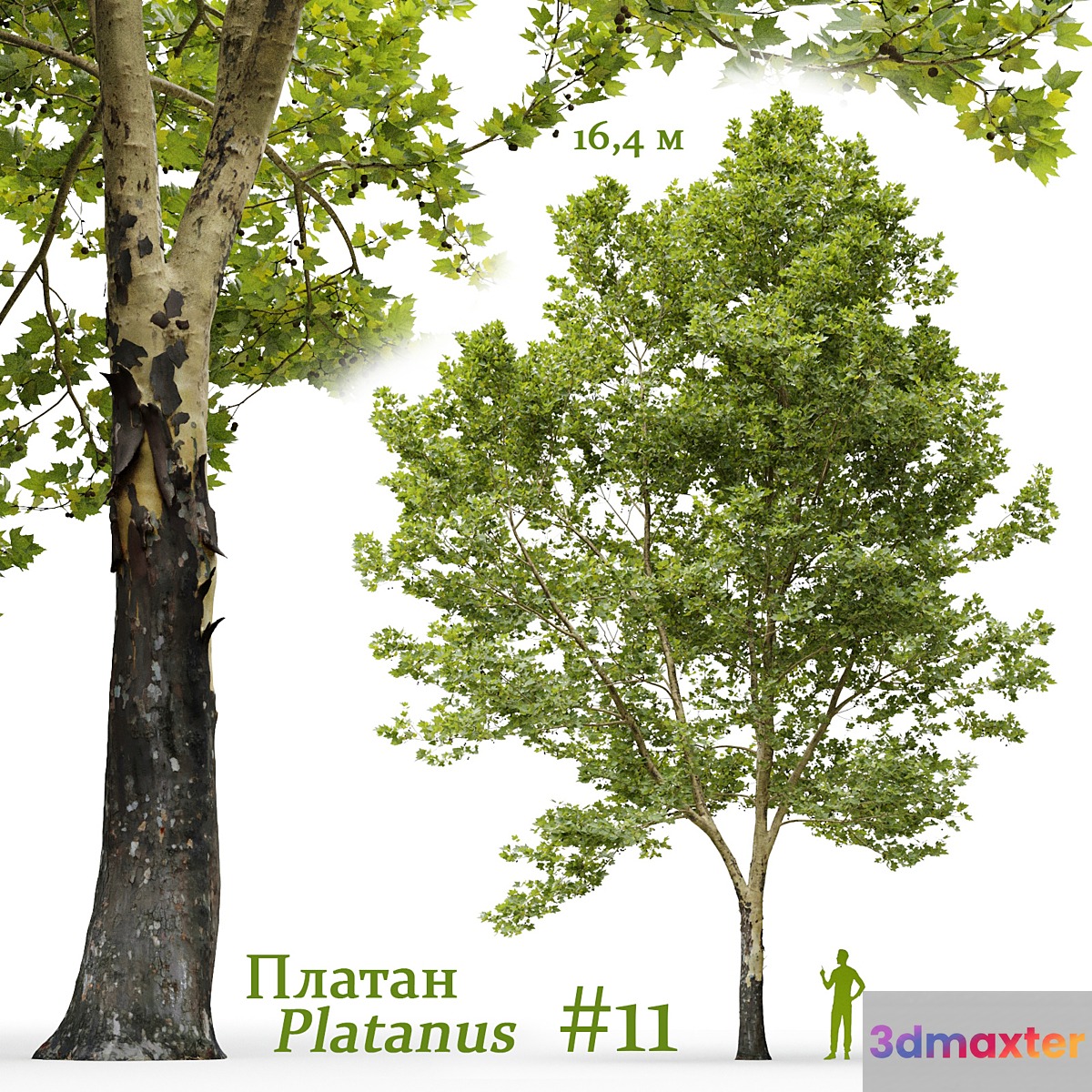 Plane-tree _ Sycamore _ Platanus #11