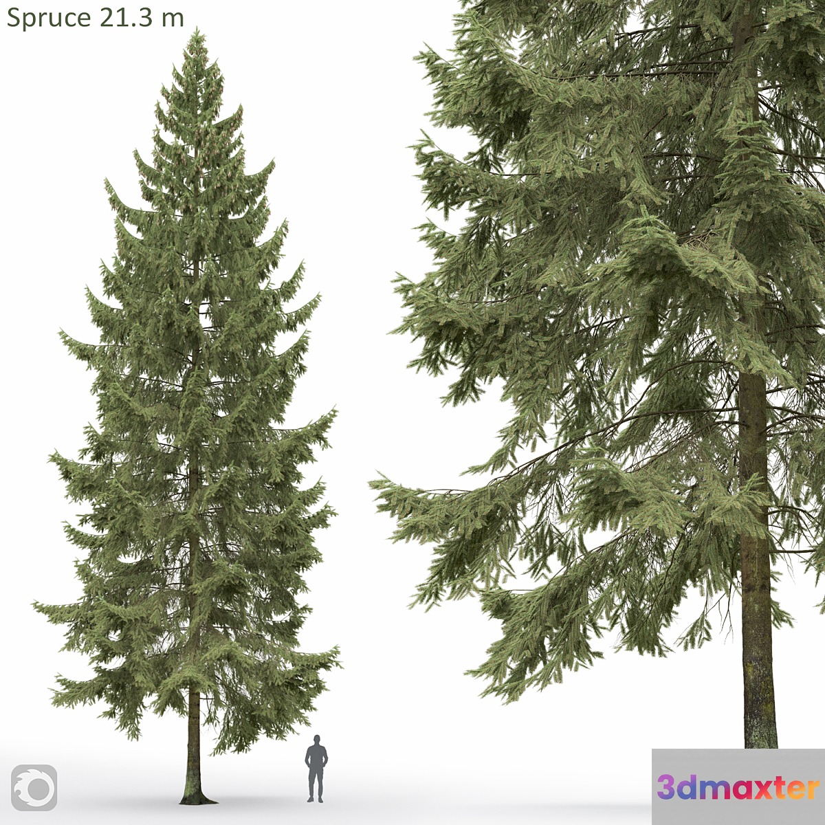 Spruce 3D Max
