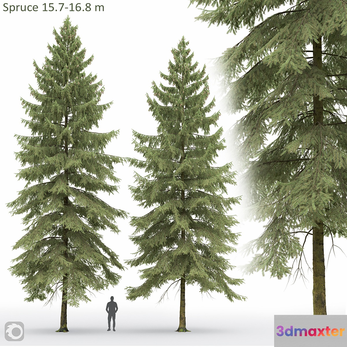 Spruce - No.19 Spruce - No.19