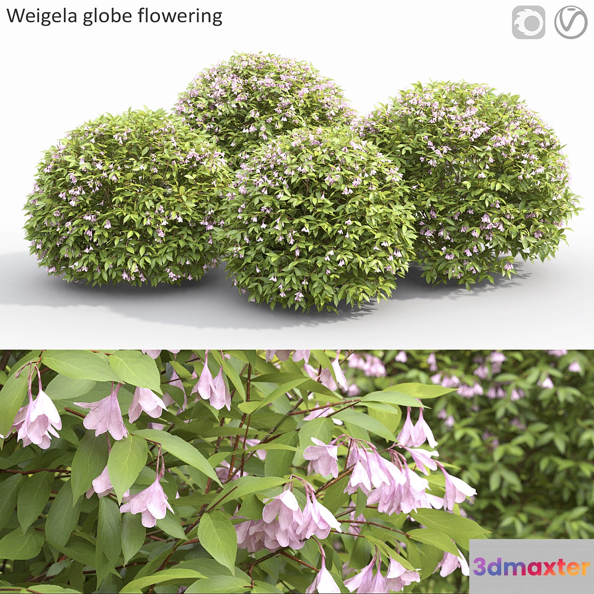 Weigela globe 3D Max